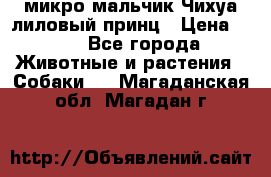 микро мальчик Чихуа лиловый принц › Цена ­ 90 - Все города Животные и растения » Собаки   . Магаданская обл.,Магадан г.